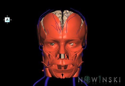 G3.T1.1-18.2-20.1.V1.C1.L0.CNS–Extracranial veins–Head muscles