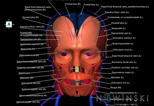 G3.T1.1-18.2-20.1.V1.C2.L1.CNS–Extracranial veins–Head muscles