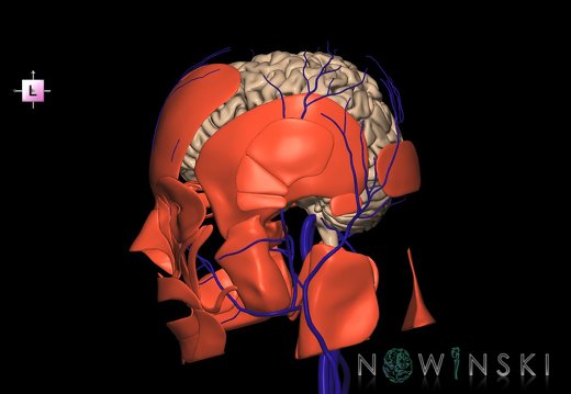 G3.T1.1-18.2-20.1.V2.C1.L0.CNS–Extracranial veins–Head muscles