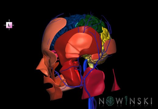 G3.T1.1-18.2-20.1.V2.C2.L0.CNS–Extracranial veins–Head muscles