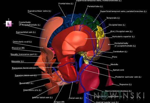 G3.T1.1-18.2-20.1.V2.C2.L1.CNS–Extracranial veins–Head muscles