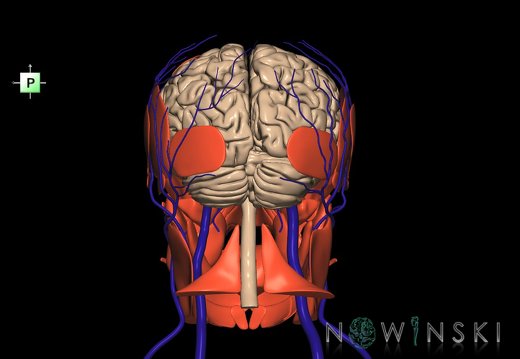 G3.T1.1-18.2-20.1.V3.C1.L0.CNS–Extracranial veins–Head muscles