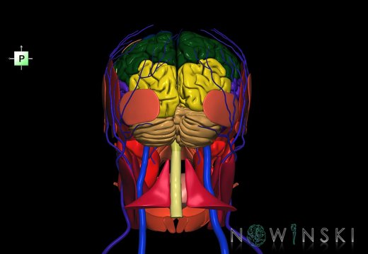 G3.T1.1-18.2-20.1.V3.C2.L0.CNS–Extracranial veins–Head muscles