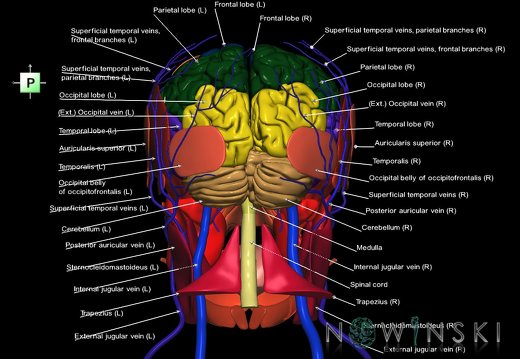 G3.T1.1-18.2-20.1.V3.C2.L1.CNS–Extracranial veins–Head muscles