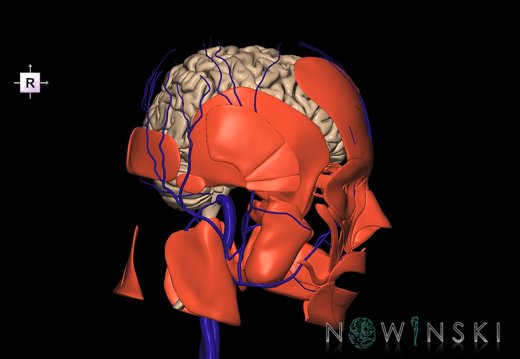G3.T1.1-18.2-20.1.V4.C1.L0.CNS–Extracranial veins–Head muscles