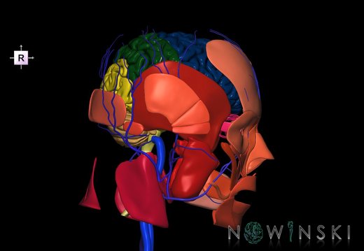 G3.T1.1-18.2-20.1.V4.C2.L0.CNS–Extracranial veins–Head muscles