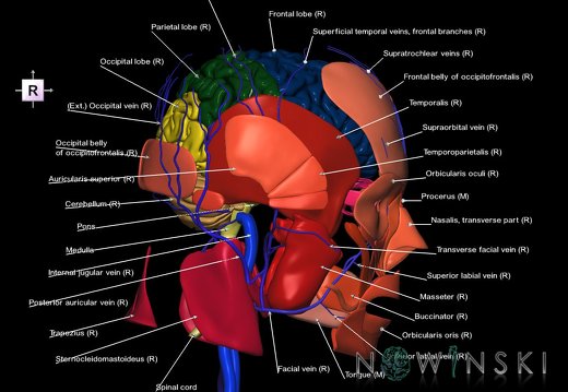 G3.T1.1-18.2-20.1.V4.C2.L1.CNS–Extracranial veins–Head muscles