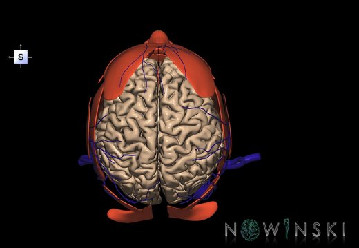 G3.T1.1-18.2-20.1.V5.C1.L0.CNS–Extracranial veins–Head muscles