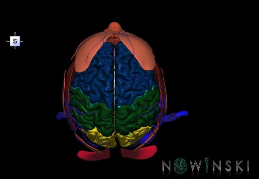 G3.T1.1-18.2-20.1.V5.C2.L0.CNS–Extracranial veins–Head muscles