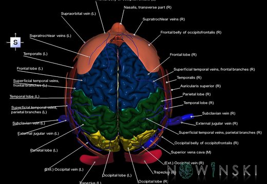 G3.T1.1-18.2-20.1.V5.C2.L1.CNS–Extracranial veins–Head muscles