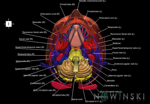 G3.T1.1-18.2-20.1.V6.C2.L1.CNS–Extracranial veins–Head muscles