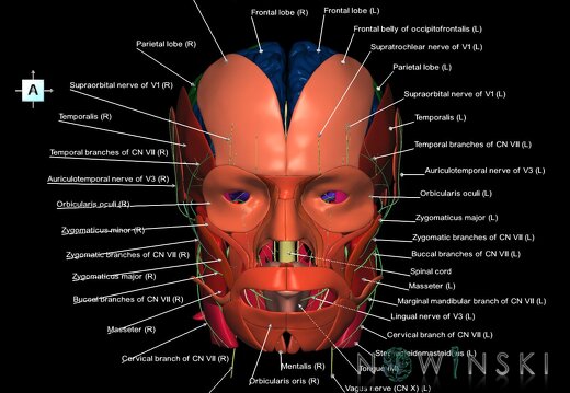 G3.T1.1-19.1-20.1.V1.C2.L1.CNS–Cranial nerves–Head muscles