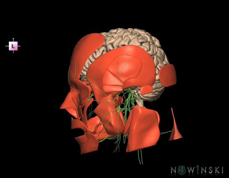 G3.T1.1-19.1-20.1.V2.C1.L0.CNS–Cranial_nerves–Head_muscles.tiff