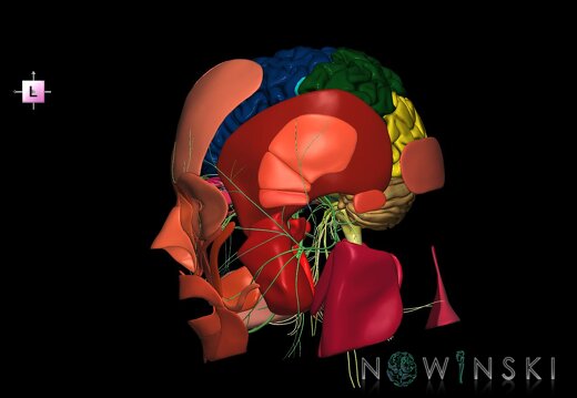 G3.T1.1-19.1-20.1.V2.C2.L0.CNS–Cranial nerves–Head muscles