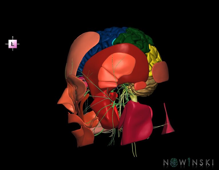 G3.T1.1-19.1-20.1.V2.C2.L0.CNS–Cranial_nerves–Head_muscles.tiff