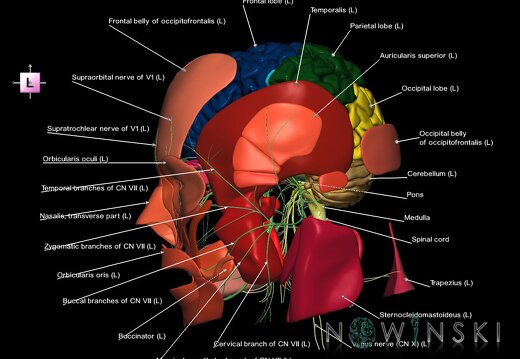 G3.T1.1-19.1-20.1.V2.C2.L1.CNS–Cranial nerves–Head muscles