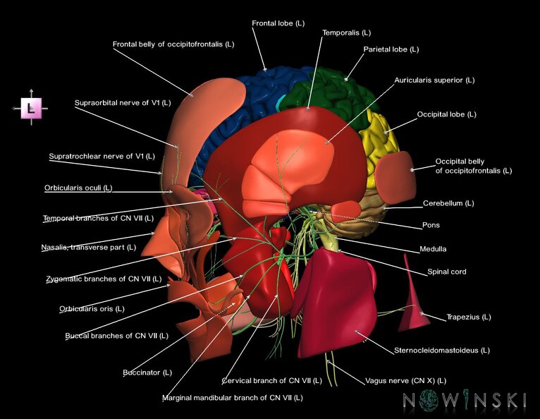 G3.T1.1-19.1-20.1.V2.C2.L1.CNS–Cranial_nerves–Head_muscles.tiff