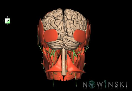 G3.T1.1-19.1-20.1.V3.C1.L0.CNS–Cranial nerves–Head muscles