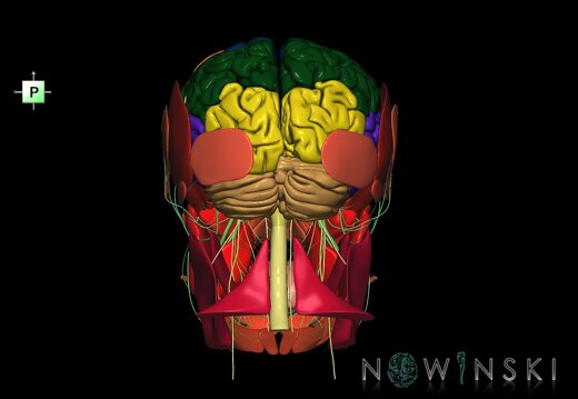 G3.T1.1-19.1-20.1.V3.C2.L0.CNS–Cranial nerves–Head muscles