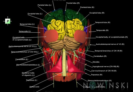 G3.T1.1-19.1-20.1.V3.C2.L1.CNS–Cranial nerves–Head muscles