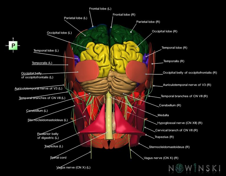 G3.T1.1-19.1-20.1.V3.C2.L1.CNS–Cranial_nerves–Head_muscles.tiff