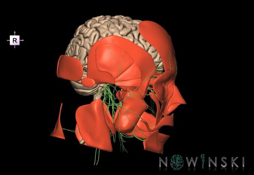 G3.T1.1-19.1-20.1.V4.C1.L0.CNS–Cranial nerves–Head muscles
