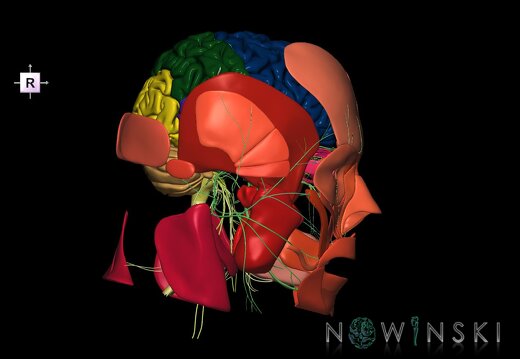 G3.T1.1-19.1-20.1.V4.C2.L0.CNS–Cranial nerves–Head muscles