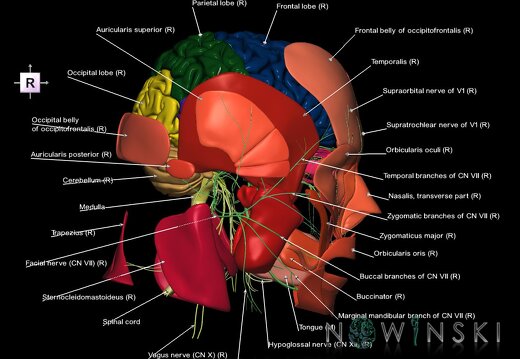 G3.T1.1-19.1-20.1.V4.C2.L1.CNS–Cranial nerves–Head muscles