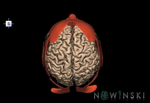 G3.T1.1-19.1-20.1.V5.C1.L0.CNS–Cranial nerves–Head muscles