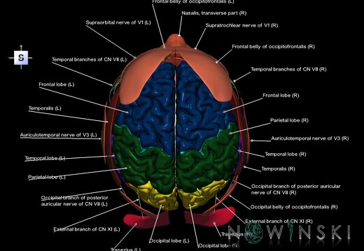 G3.T1.1-19.1-20.1.V5.C2.L1.CNS–Cranial nerves–Head muscles
