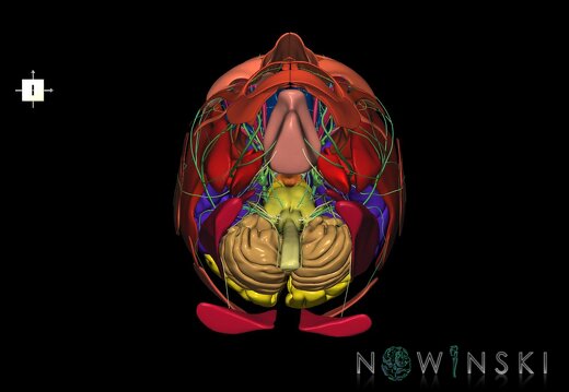 G3.T1.1-19.1-20.1.V6.C2.L0.CNS–Cranial nerves–Head muscles