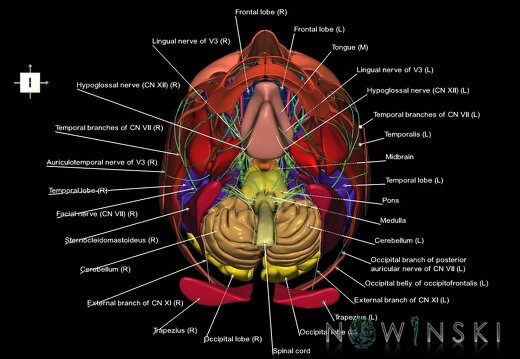G3.T1.1-19.1-20.1.V6.C2.L1.CNS–Cranial nerves–Head muscles