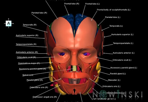 G3.T1.1-20.1-21.V1.C2.L1.CNS–Head muscles–Glands