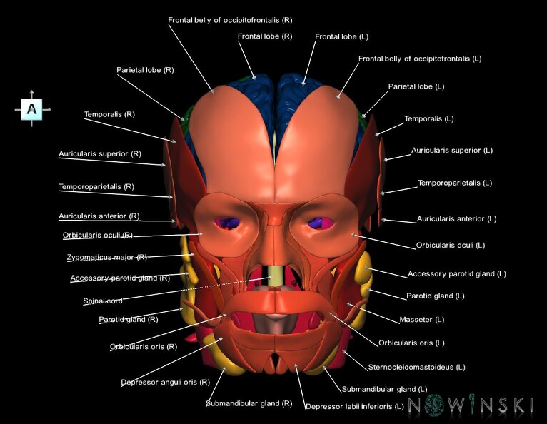 G3.T1.1-20.1-21.V1.C2.L1.CNS–Head_muscles–Glands.tiff