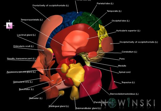 G3.T1.1-20.1-21.V2.C2.L1.CNS–Head muscles–Glands