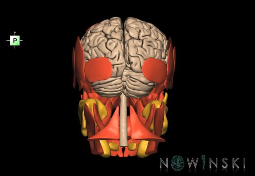 G3.T1.1-20.1-21.V3.C1.L0.CNS–Head muscles–Glands