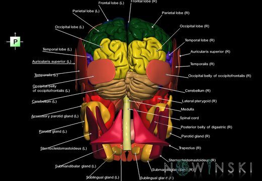 G3.T1.1-20.1-21.V3.C2.L1.CNS–Head muscles–Glands