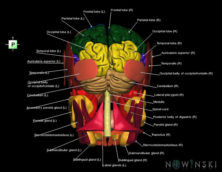 G3.T1.1-20.1-21.V3.C2.L1.CNS–Head_muscles–Glands.tiff