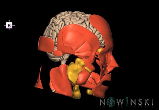G3.T1.1-20.1-21.V4.C1.L0.CNS–Head muscles–Glands