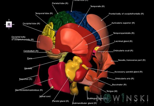 G3.T1.1-20.1-21.V4.C2.L1.CNS–Head muscles–Glands