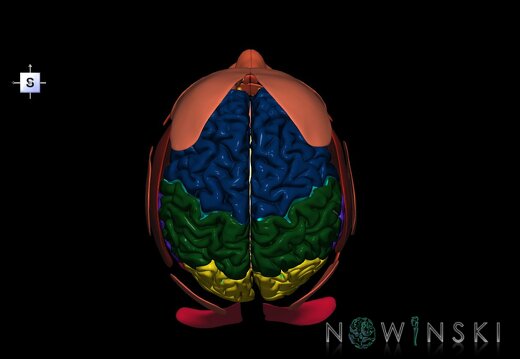 G3.T1.1-20.1-21.V5.C2.L0.CNS–Head muscles–Glands