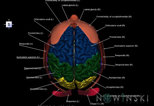 G3.T1.1-20.1-21.V5.C2.L1.CNS–Head muscles–Glands