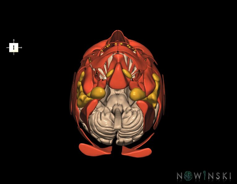 G3.T1.1-20.1-21.V6.C1.L0.CNS–Head_muscles–Glands.tiff