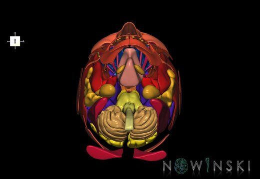 G3.T1.1-20.1-21.V6.C2.L0.CNS–Head muscles–Glands