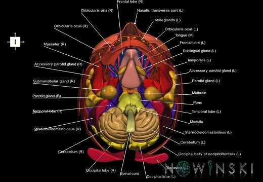 G3.T1.1-20.1-21.V6.C2.L1.CNS–Head muscles–Glands