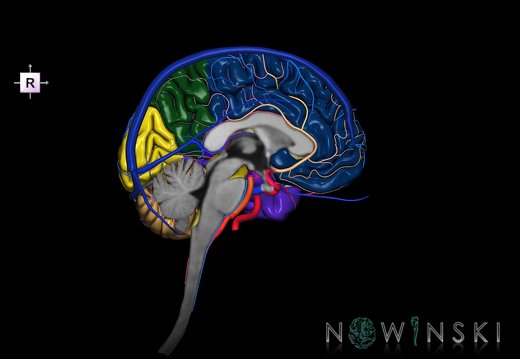 G3.T1.2-15.3-16.2.V4.C2.L0.CNS–Intracranial arteries–Intracranial venous system.Left