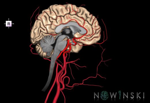 G3.T1.2-15.3-17.3.V4.C1.L0.CNS–Intracranial arteries–Extracranial arteries.Left