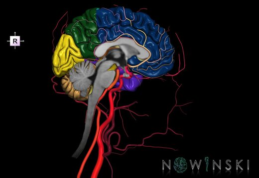 G3.T1.2-15.3-17.3.V4.C2.L0.CNS–Intracranial arteries–Extracranial arteries.Left