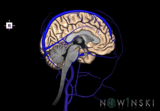 G3.T1.2-16.2-18.3.V4.C1.L0.CNS–Intracranial venous system–Extracranial veins.Left