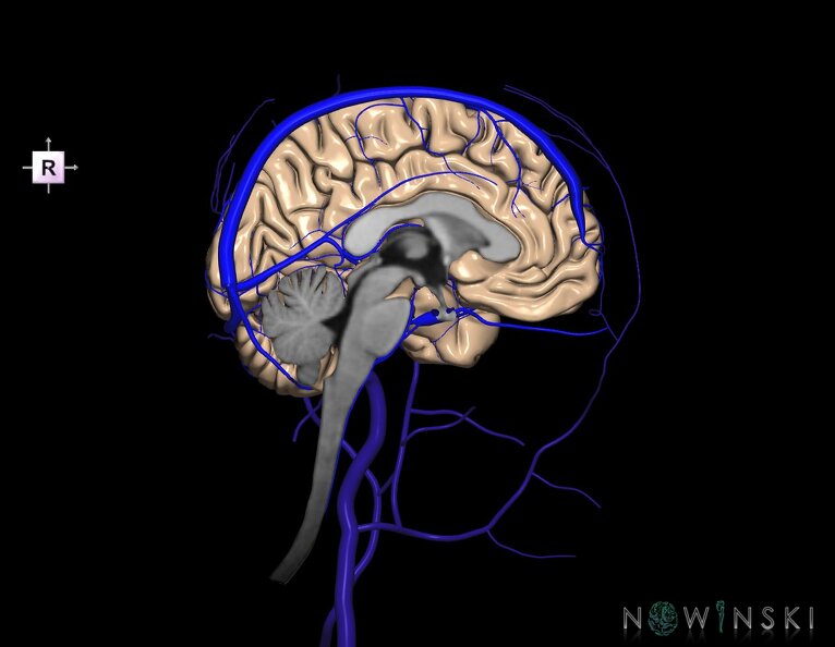 G3.T1.2-16.2-18.3.V4.C1.L0.CNS–Intracranial_venous_system–Extracranial_veins.Left.tiff